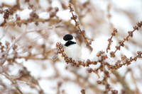 Small Birds of Mid-January